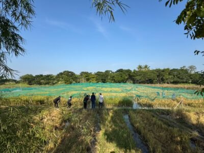 Read more about the article ศูนย์ความเป็นเลิศด้านฟิสิกส์ เข้าร่วมสังเกตการณ์ การตรวจสอบลักษณะของข้าวพันธุ์กลายที่ขอยื่นจดทะเบียนเป็นพันธุ์พืชใหม่ ตาม พรบ. คุ้มครองพันธุ์พืช พ.ศ. 2542 ครั้งที่ 1
